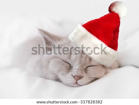 new year sleeping cat with santa red hat