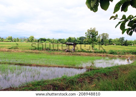 rice farm rice seedlings