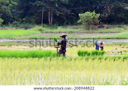 farmer with rice farm