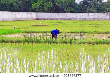 farmer with rice farm