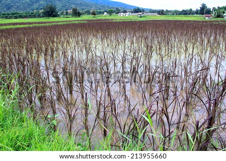 black glutinous rice farm with mountain view in Thailand