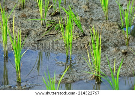 rice seedlings in the rice farm
