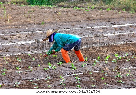 farmer planting seed lettuce