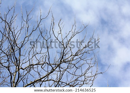 limb tree over the autumn fall background at silhouette
