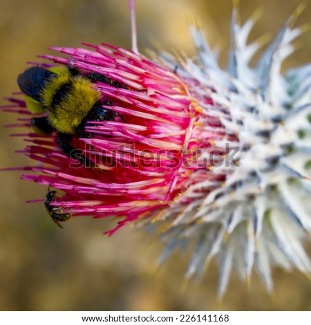 A  honeybee is digging deep into a thistle flower, while a small carpenter bee climbs the tubular petals of that flower.