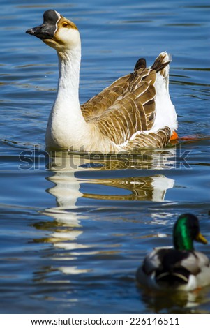 A Chinese goose floating on water and looking down on a mallard duck.