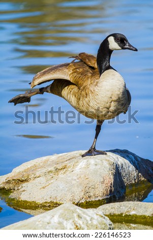 Canada goose standing on one leg on a rock in a lake. One leg and a wing era stretched out horizontally.