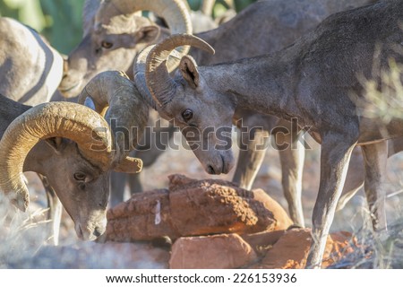 A young Desert Bighorn Ram learns the waterhole hierarchy via some gentle horn locking from an older ram. Another older ram in the same flock watches over the scene.