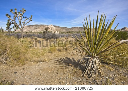 Desert scene with joshua trees, granite boulders and rocky hills. Some bushes on sandy desert soil. Blue sky with streaks of stratus clouds.