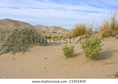 Kelso Dunes in the Mojave National Preserve, California. Various bushes growing on a sand dune. Tracks of small animals. Large sand dunes visible in the background. Blue sky with stratus clouds.