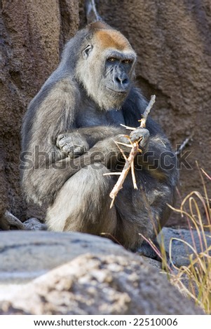 A captive adult gorilla is sitting on the rocky floor of its display. Holding a stick in one hand, it is looking at the viewer with an expression of amusement on its face.