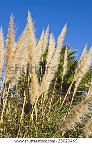 Feathery plumes of white pampas grass (cortaderia selloana) in front of green leaves of a fan palm. A thick clutter of grass leaves below the plumes