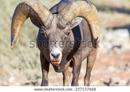 A male Bighorn Sheep is displaying a perfectly shaped 