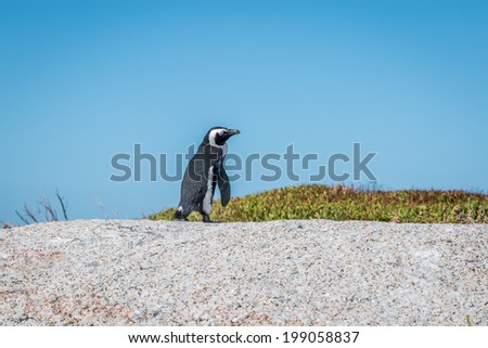 Penguin near Cape Town, South Africa