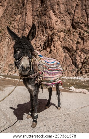 Donkey photo taken in Morocco