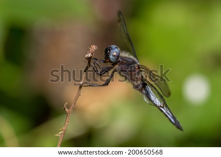 A Dragon fly warming up in the sun.