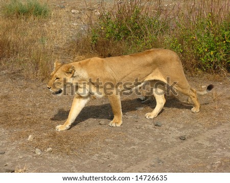 Prowling Lioness (Female Lion)