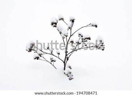 winter. dried plants covered with snow