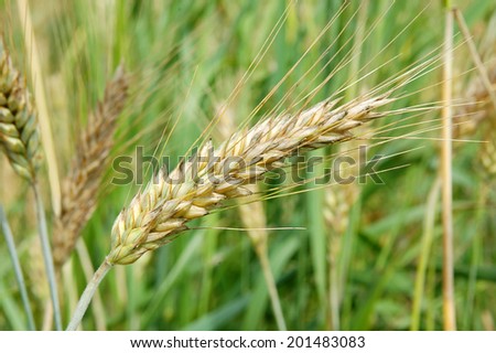 wheat. cereal plants. macro photography. summer day. season