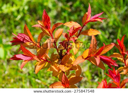 ornamental shrub with red leaves, close-up, spring