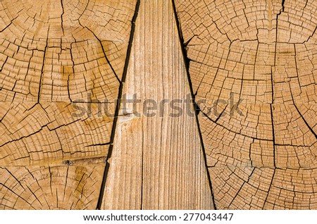 close-up of growth rings of a tree. macro, texture