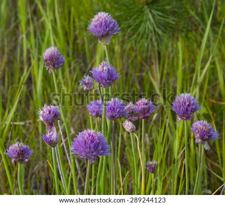 Ornamental flowering chives onions growing in the field. food, spices