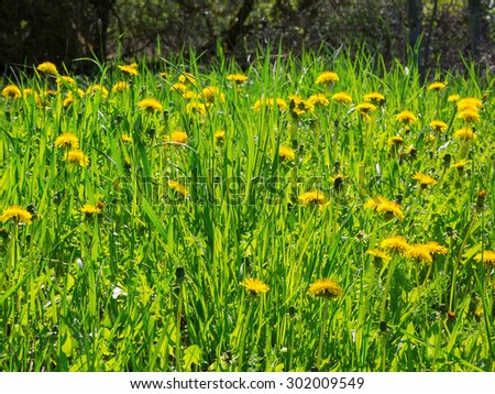 a field of blooming dandelions, many colors. spring outdoors. flora