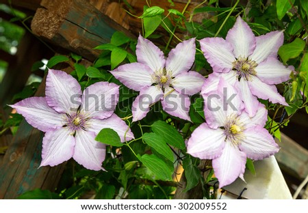 decorative curly clematis flowers. purple. close-up. Flora. wallpaper