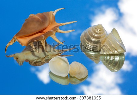 sea shells lying on a mirror and reflection of the sky. still life, wallpaper