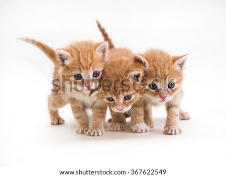 Three ginger kitten pet, breed, mammal, white background