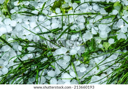 Hail ice balls in grass after a heavy rain