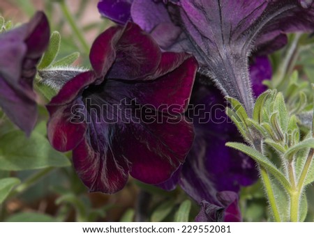Purple Velvet Petunia