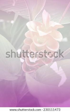 flower abstract background,purple color tone