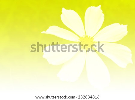 flower abstract background,yellow color tone
