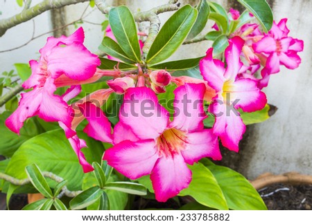 flowers pink color,flower in thailand,Adenium obesum,Desert Rose,Mock Azalea,Impala Lily