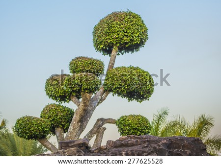 Ficus annulata,Banyan Tree,MORACEAE tree