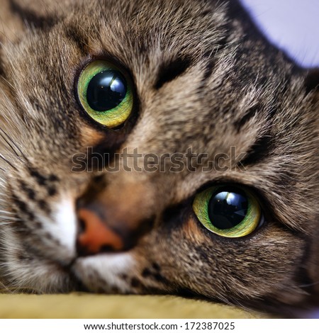 Close up portrait of green-eyed cat