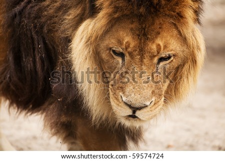 Close-up of an African lion, Novosibirsk Zoo