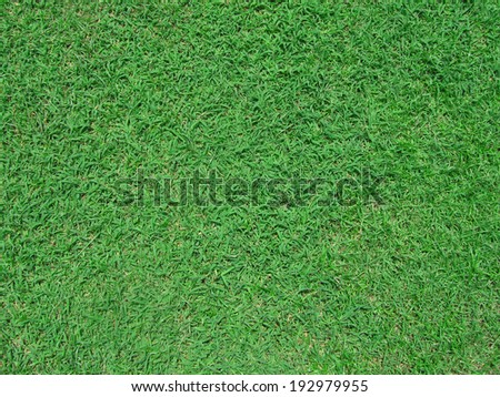 grass background seeing grass detail and texture green color sward/grass background
