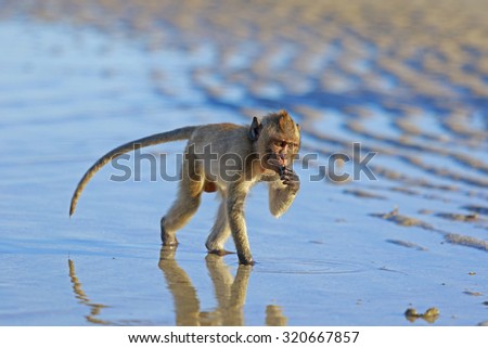 Monkey for food in the sea