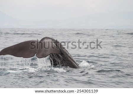 sperm whale tail in Kaikoura New Zealand