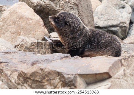 breeding of New Zealand sea lion (Arctophoca fosteri)