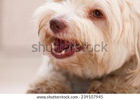 White havanese dog lying on the floor chewing a white bone
