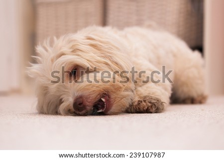 White havanese dog lying on the floor chewing a white bone