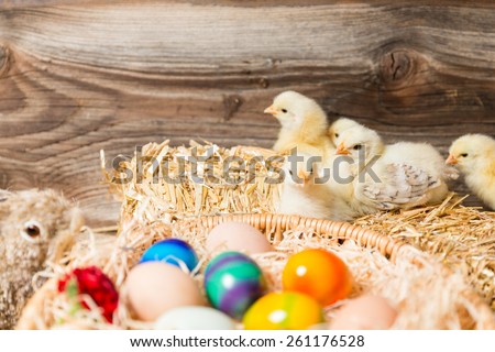 Young fledglings with easter eggs in a easter nest.