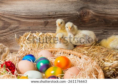 Young fledglings with easter eggs in a easter nest.