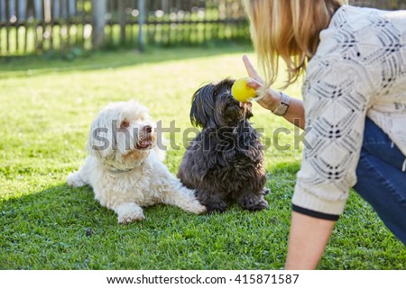 Training black and white havanese dogs to obey in the garden