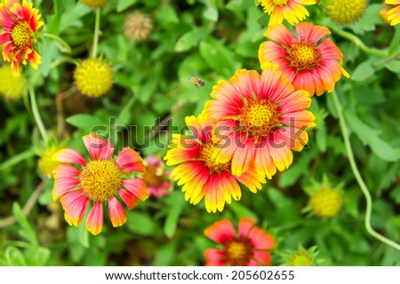 indian blanket flower