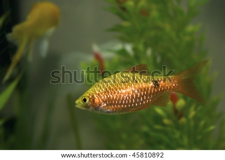Gold Barb fish in an Aquarium Tank