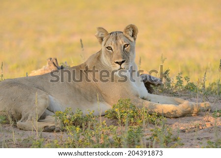 Portrait of female Lion laying on sandy ground among small flowering plants in golden late afternoon light.